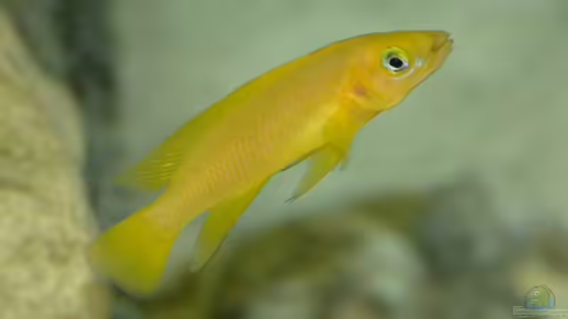 Aquarien mit Neolamprologus leleupi (Tanganjika-Goldcichliden)