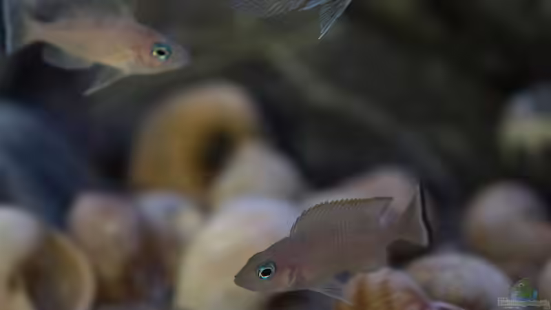 Neolamprologus leloupi im Aquarium (Einrichtungsbeispiele für Neolamprologus leloupi)