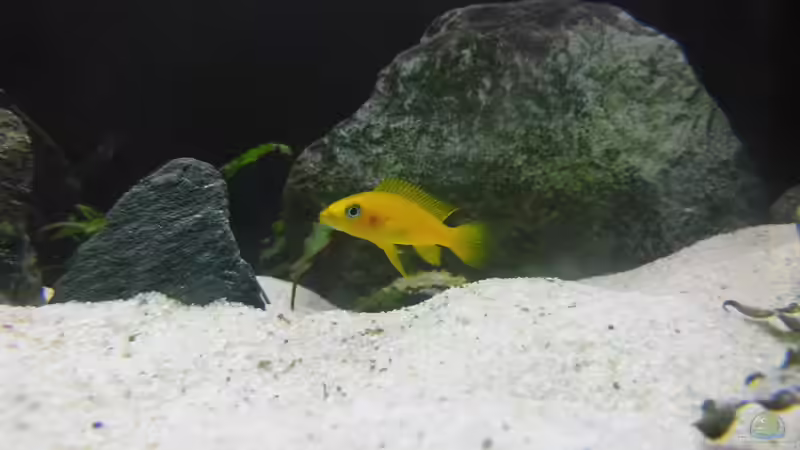 Neolamprologus Leupi von Paul Hellberg (7)