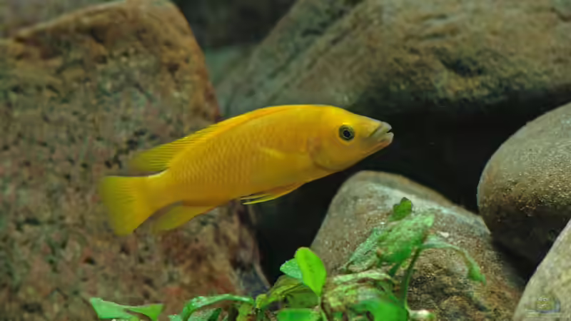 Aquarien mit Neolamprologus longior (Langgestreckter Tanganjika-Goldcichlide)