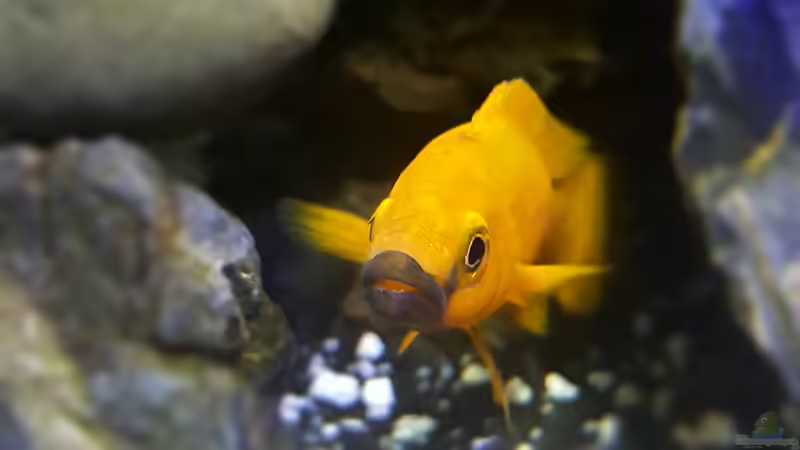 Neolamprologus Longior Männchen von TangaFan (8)