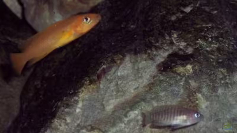 Neolamprologus longior und multifasicatus von Wolli (9)