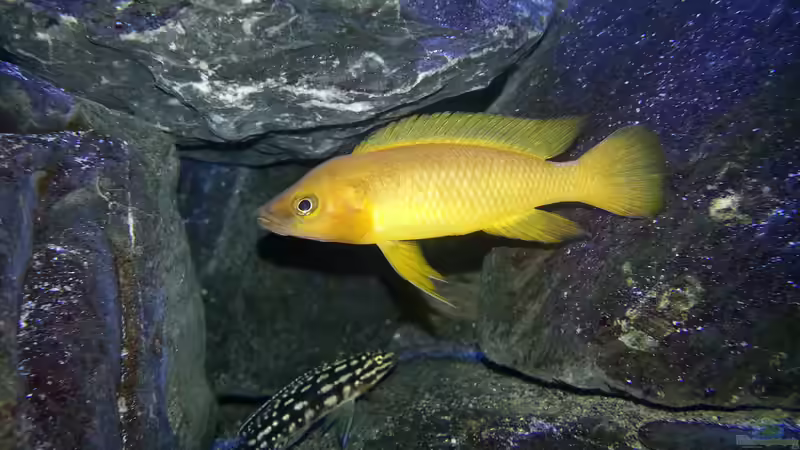 Neolamprologus Longior von Bitman (44)