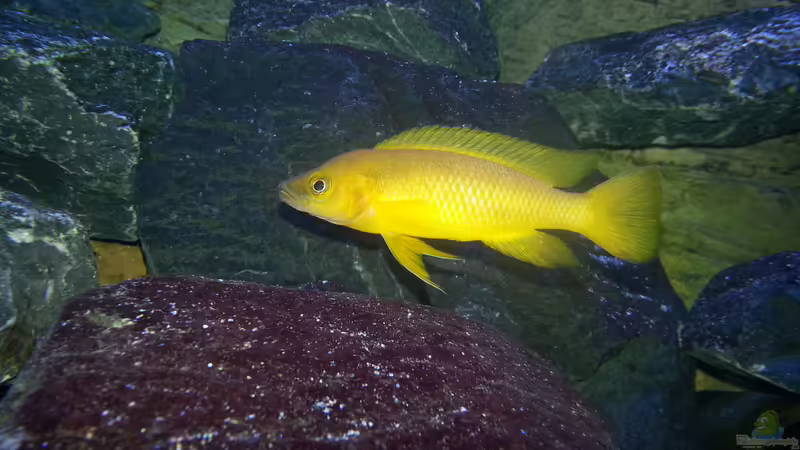 Neolamprologus Longior von Bitman (45)