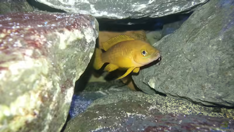 Neolamprologus Longior von Bitman (46)