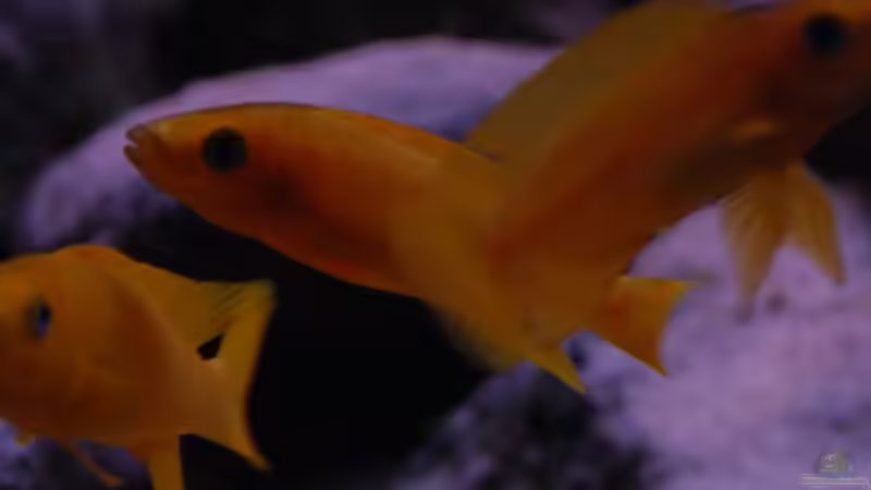 Neolamprologus longior von Rob Van Der Velde (15)