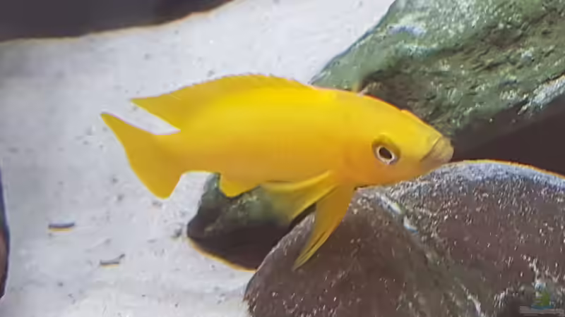 Neolamprologus Longior Weibchen von TangaFan (12)