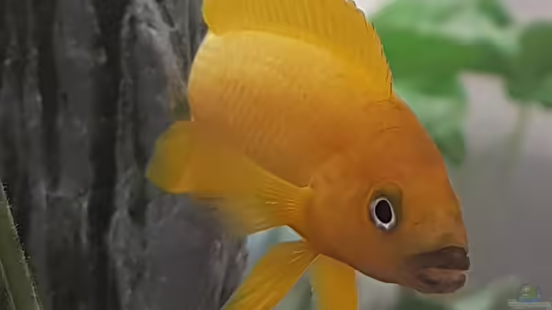 Aquarien mit Neolamprologus longior (Langgestreckter Tanganjika-Goldcichlide)