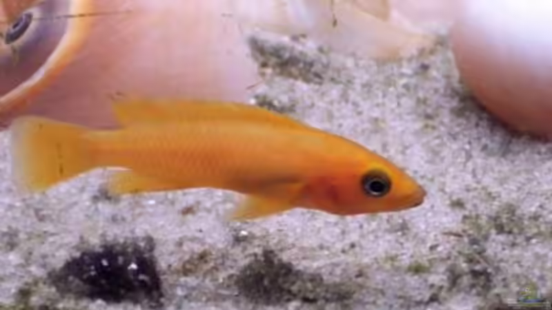 Aquarien mit Neolamprologus longior (Langgestreckter Tanganjika-Goldcichlide)