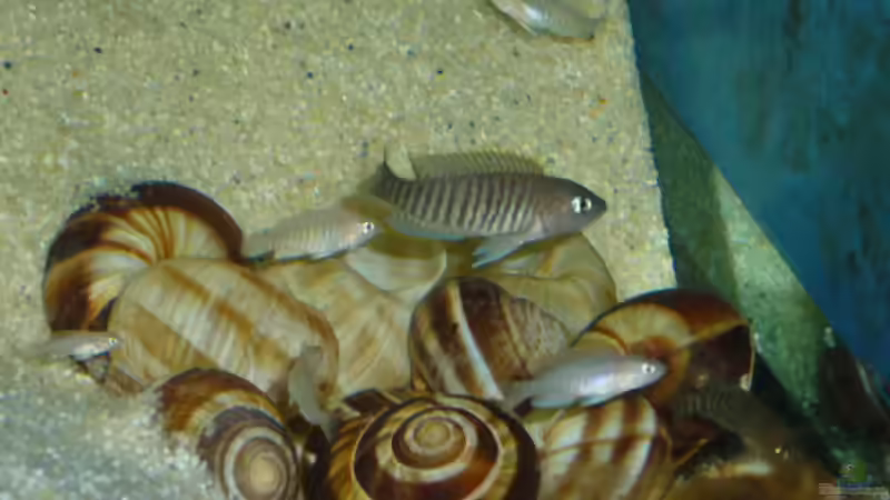 Neolamprologus multifasciatus  von Lehmann Sven (11)