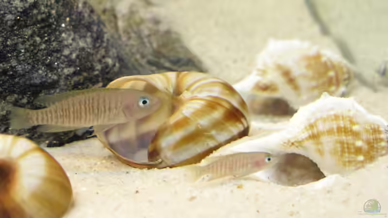 Neolamprologus multifasciatus  von Oliver Vieth (6)
