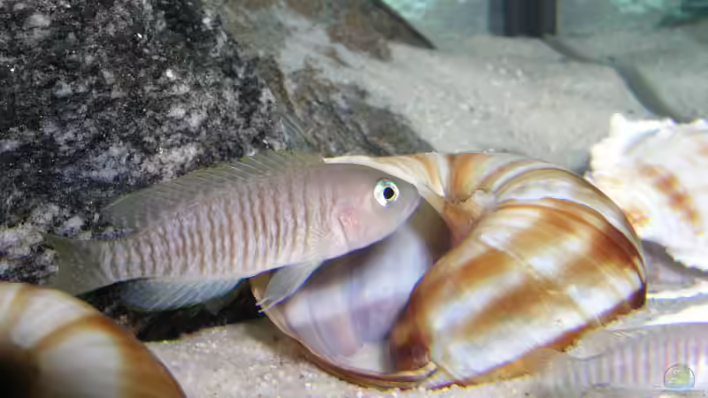 Neolamprologus multifasciatus  von Oliver Vieth (7)