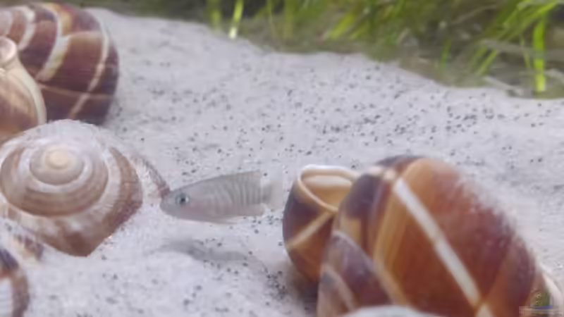 Neolamprologus Multifasciatus  von Wilhelm94 (19)