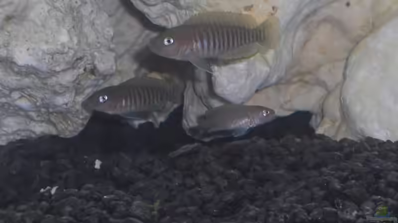 Neolamprologus multifasciatus 1/3 von Alexandra Themessl (9)