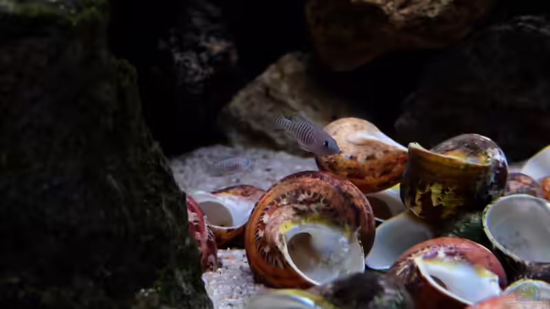 Neolamprologus multifasciatus (2015) von Harald Götz (54)