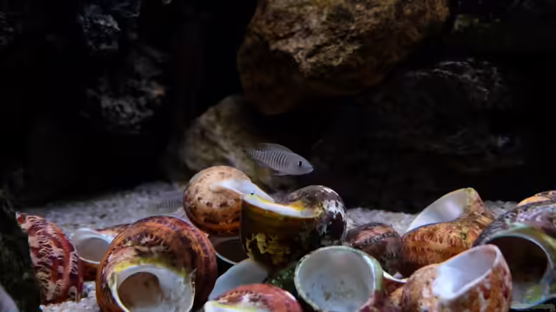 Neolamprologus multifasciatus (2015) von Harald Götz (55)