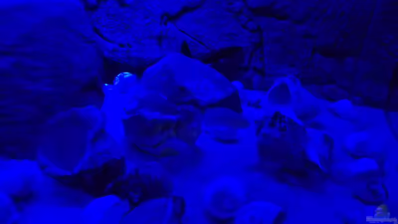 Neolamprologus multifasciatus bei Mondlicht von Pierre (21)