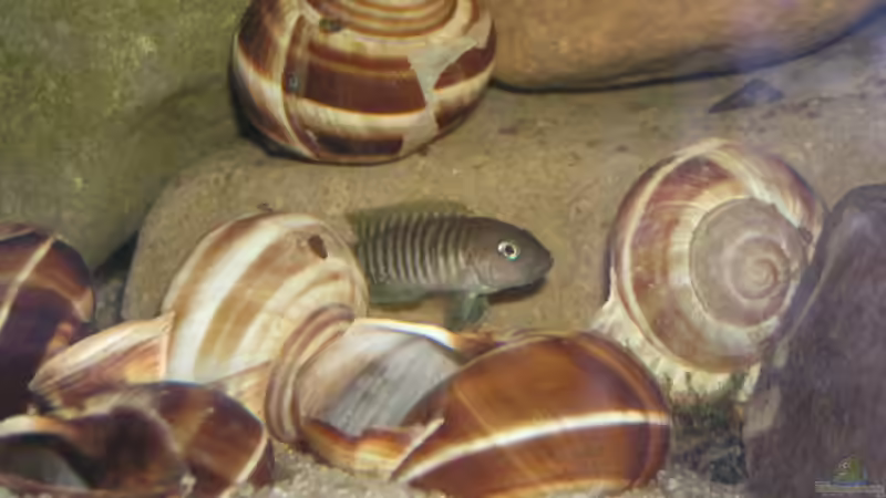 Neolamprologus multifasciatus bei seinem Schneckenhaus von David Leßnig (6)