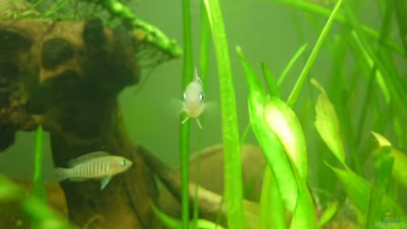 Einrichtungsbeispiele mit Schneckenbuntbarsch Neolamprologus multifasciatus (Vielgestreifter Schneckenbuntbarsch)