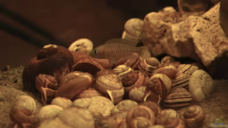 Neolamprologus multifasciatus Männchen vor seinem Haus von Quyrill (6)