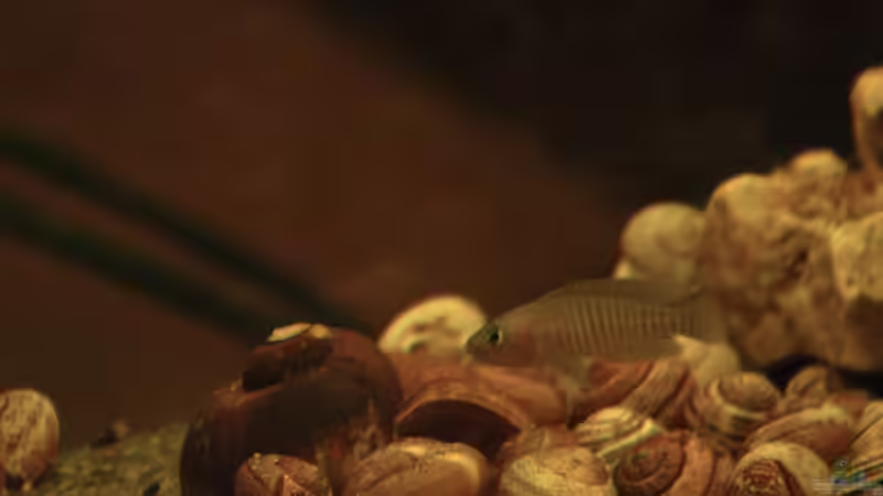 Einrichtungsbeispiele mit Schneckenbuntbarsch Neolamprologus multifasciatus (Vielgestreifter Schneckenbuntbarsch)
