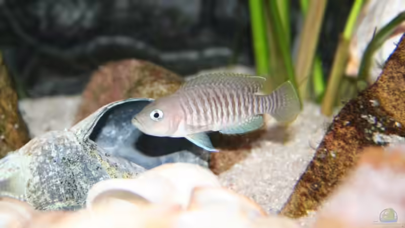 Neolamprologus Multifasciatus Männchen vor seinem Schneckenhaus von Alexander Hinz (8)