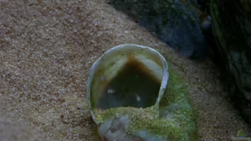 Neolamprologus Multifasciatus Nachwuchs von Paul Hoffmann (12)