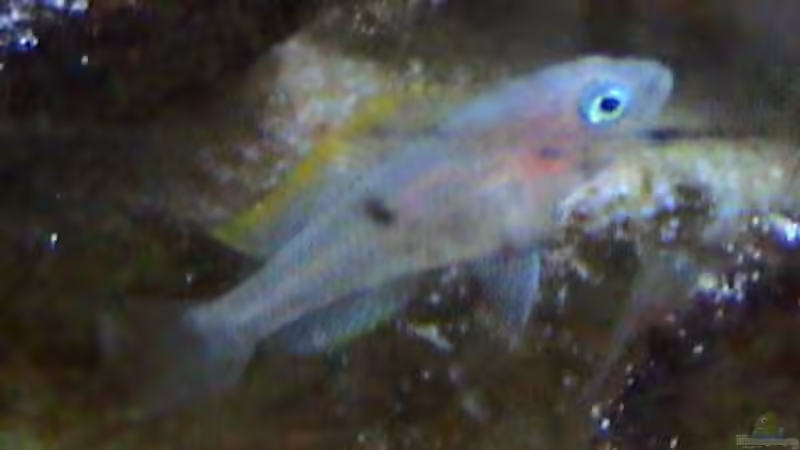 Neolamprologus multifasciatus teenager von andi (9)
