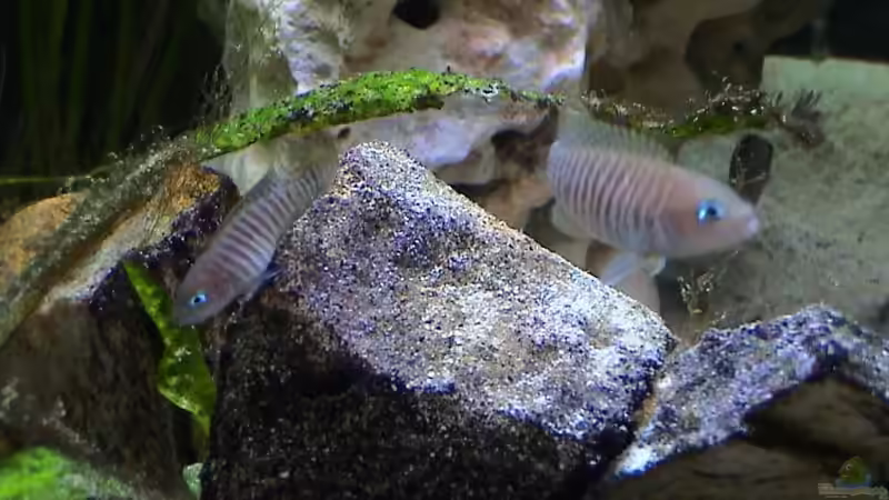 Neolamprologus multifasciatus von andi (8)
