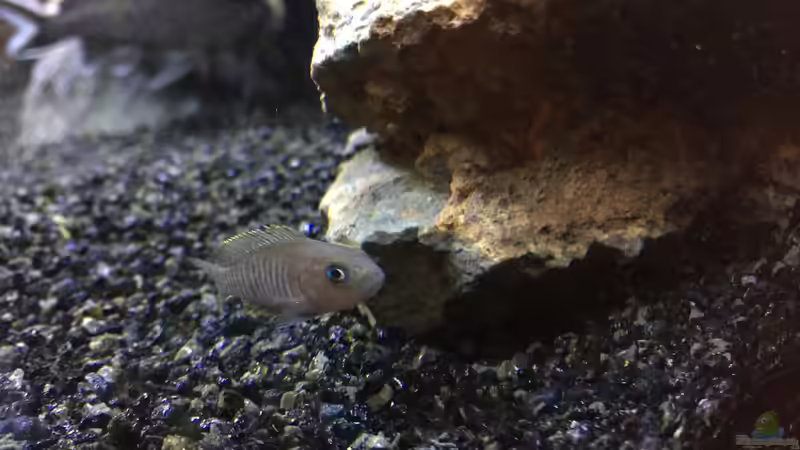 Neolamprologus multifasciatus von Aqua-Jonas (10)