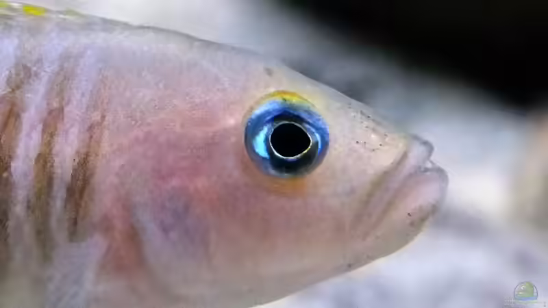 Neolamprologus multifasciatus von axolotl (134)