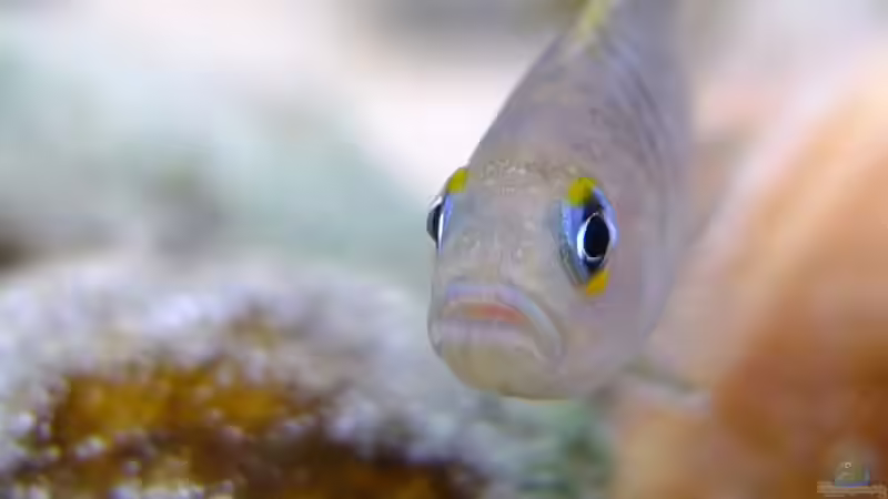 Neolamprologus multifasciatus von axolotl (138)