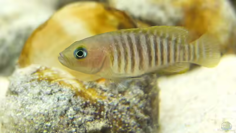 Neolamprologus multifasciatus von axolotl (142)