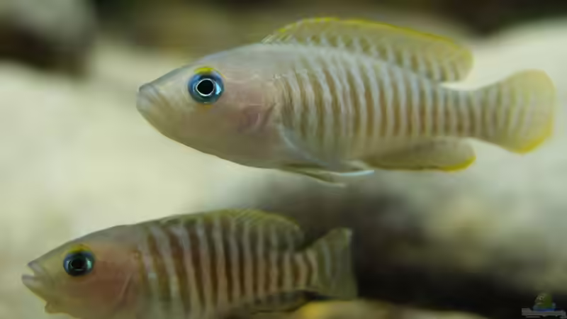 Neolamprologus multifasciatus von axolotl (147)
