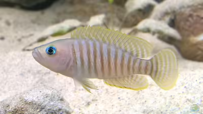 Neolamprologus multifasciatus von axolotl (151)