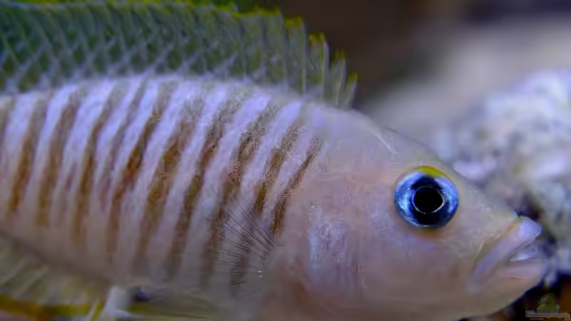 Neolamprologus multifasciatus von axolotl (17)