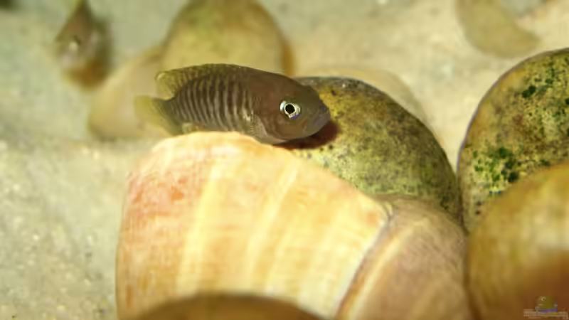 Neolamprologus multifasciatus von Chris Wittemann (5)