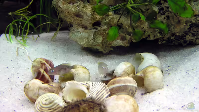 neolamprologus multifasciatus von Christian Witte (14)