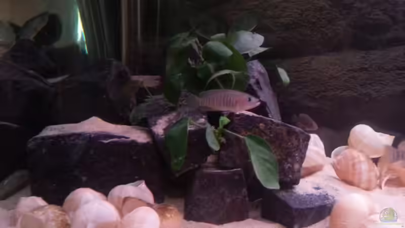 Neolamprologus Multifasciatus von Daniel Kastner (18)