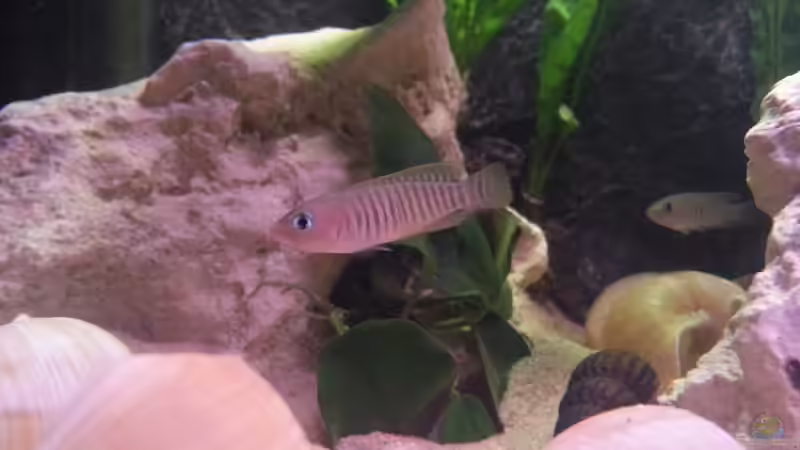 Neolamprologus Multifasciatus von Daniel Kastner (35)