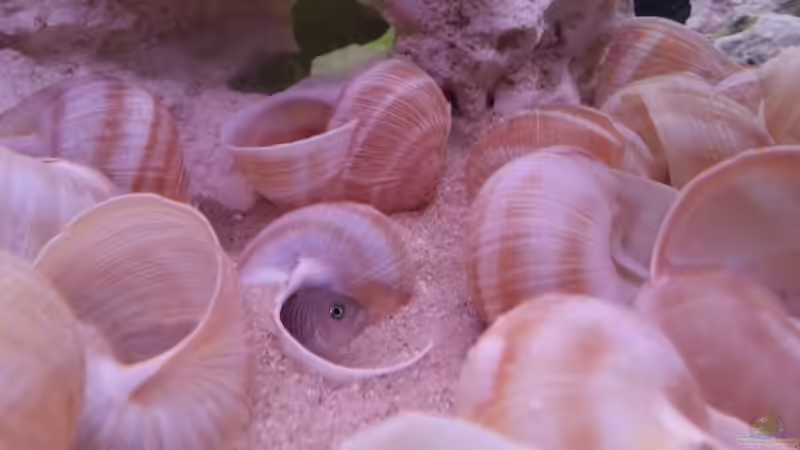 Neolamprologus Multifasciatus von Daniel Kastner (36)