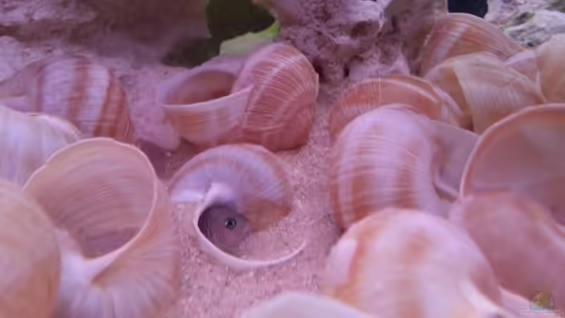 Neolamprologus Multifasciatus von Daniel Kastner (37)