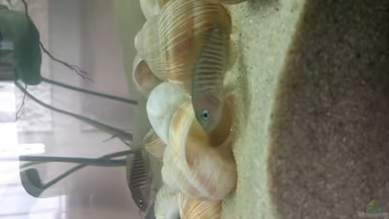 neolamprologus multifasciatus von Dennis.L (2)