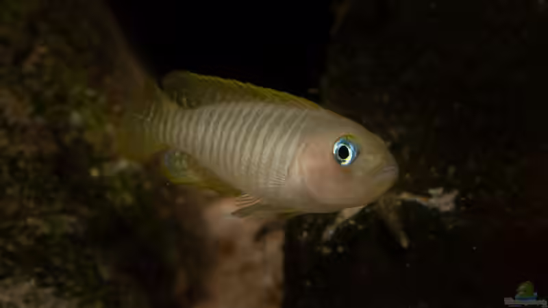 Neolamprologus multifasciatus von fotto (2)