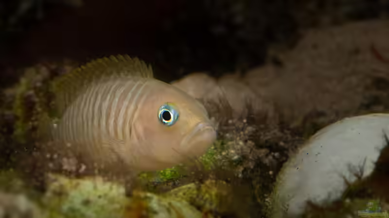 Neolamprologus multifasciatus von fotto (3)