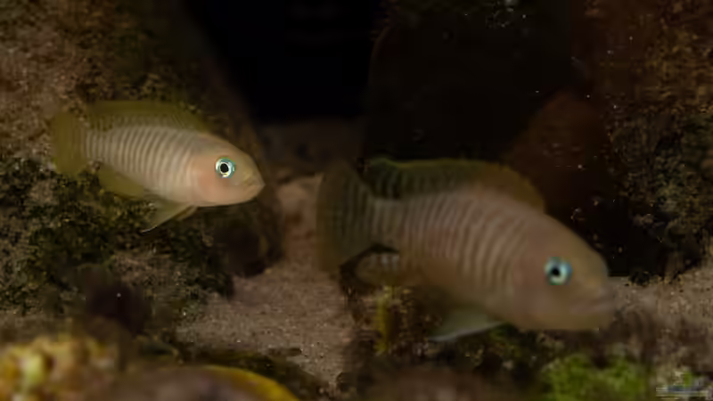 Neolamprologus multifasciatus von fotto (4)