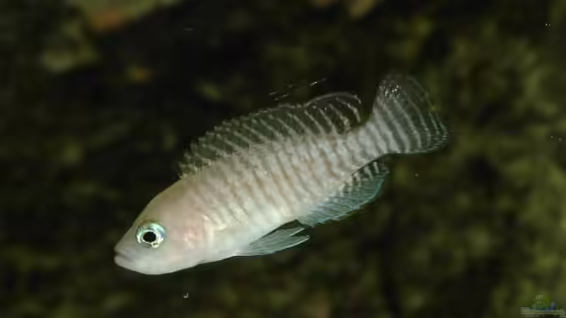 Neolamprologus multifasciatus von Georg Botz (12)