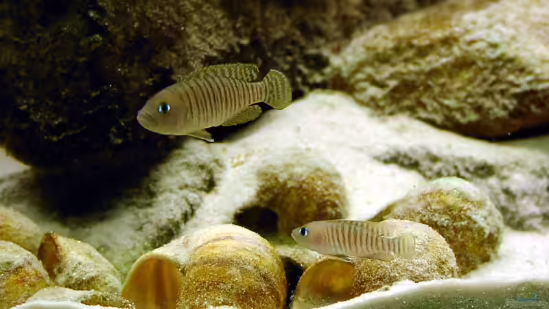 Neolamprologus multifasciatus von Georg Botz (7)