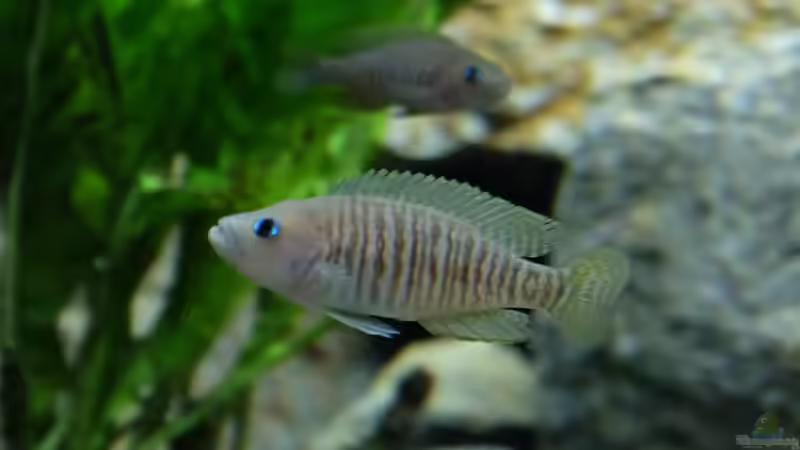 Neolamprologus multifasciatus von Harald Götz (39)