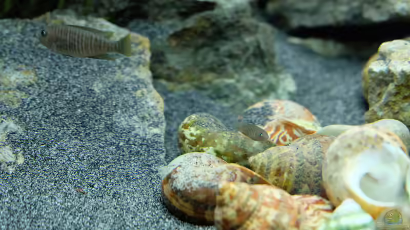 Neolamprologus multifasciatus von Harald Götz (41)
